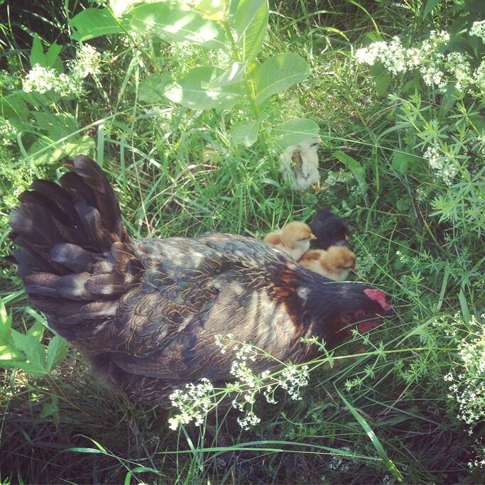 A free ranging family of chickens can usually be spotted on the farm.