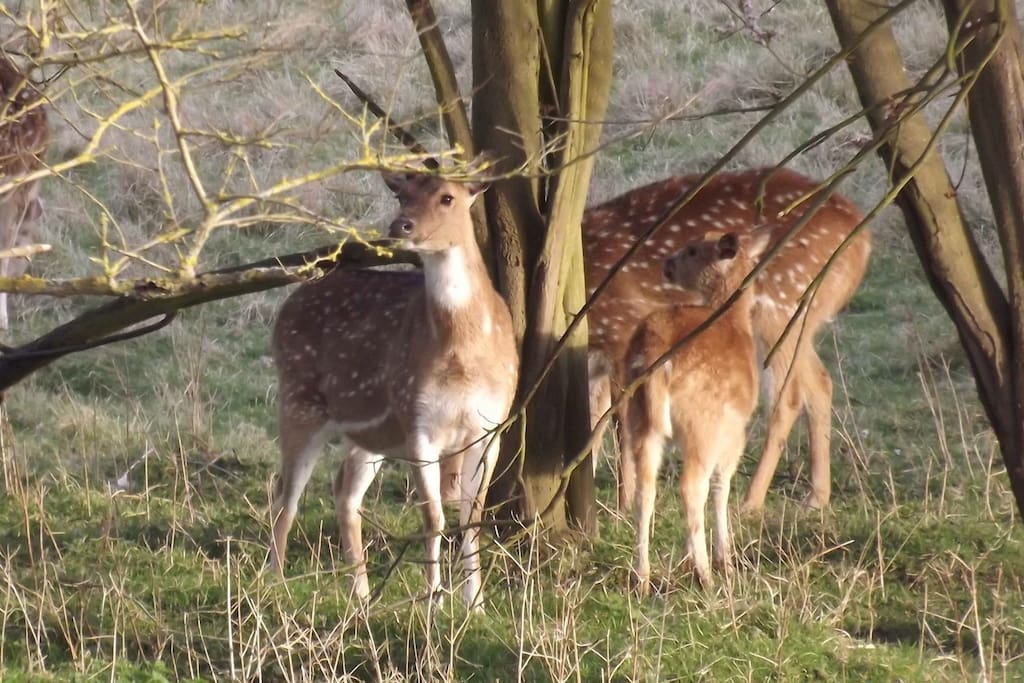 Deers from the bedroom window