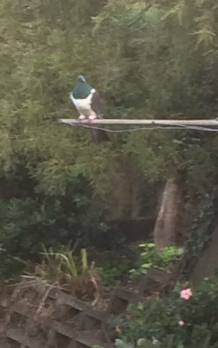 Set amongst the trees, with bird life all around you
