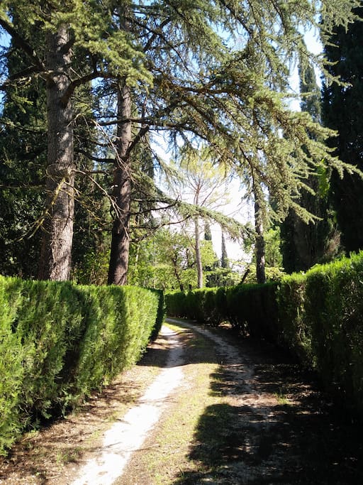 Tree lined road