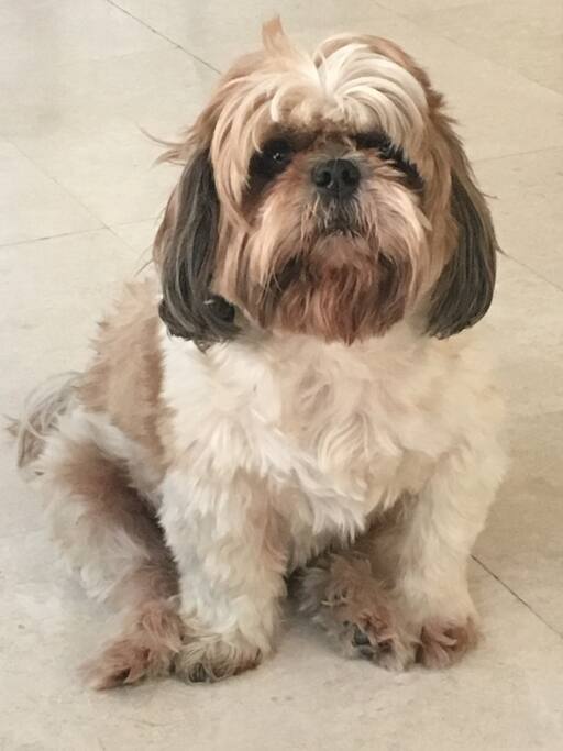 Patchi the Shih Tzu lives here too.