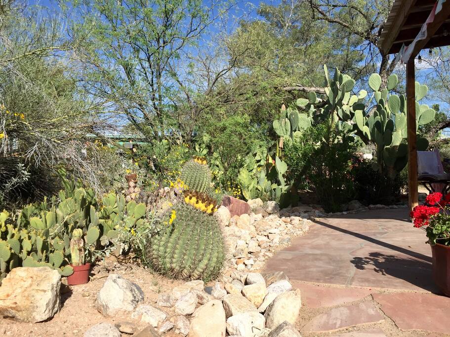 Cactus Garden - Entrance to patio and main door