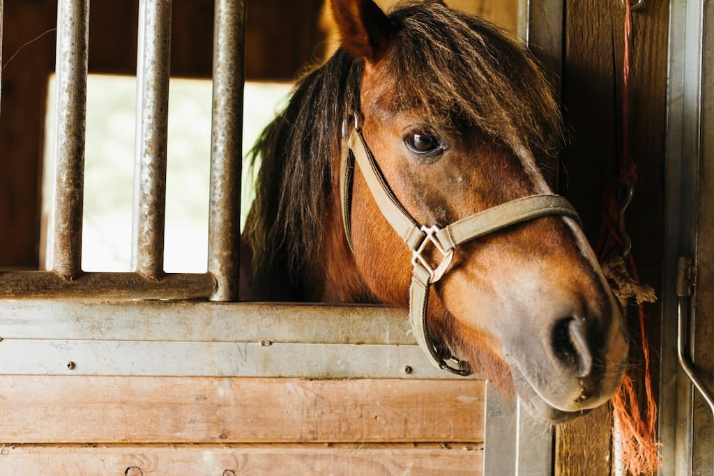 Heathcliff the pony