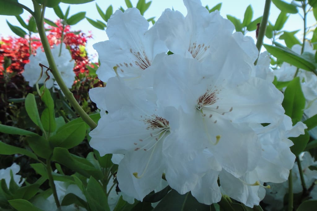 White rhododendron flowers are blooming during Mather Day season