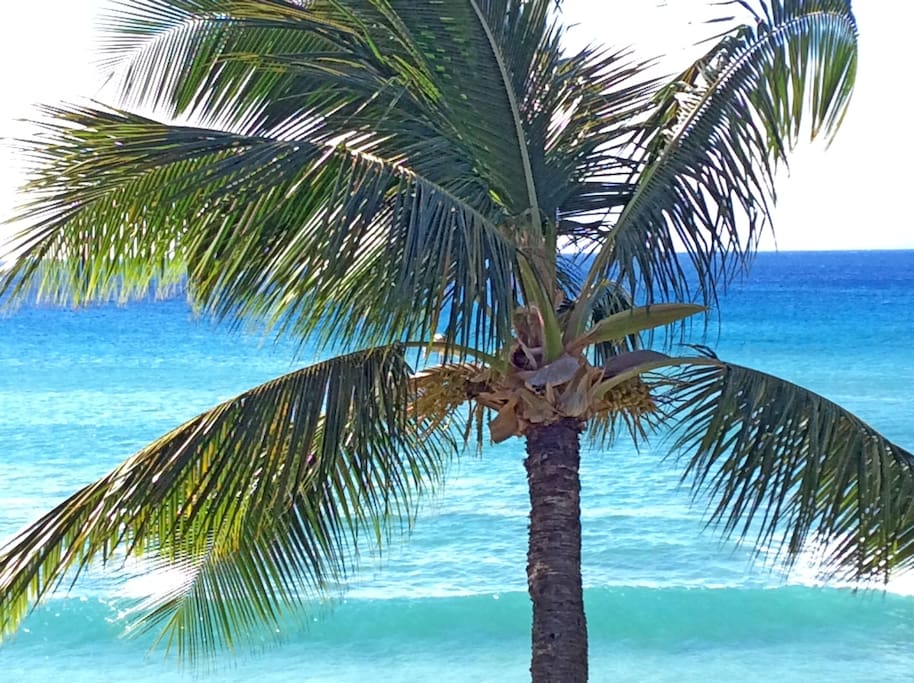 Swaying Palms