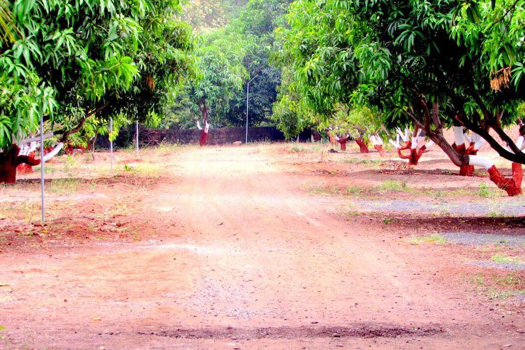 mango tree farm resort