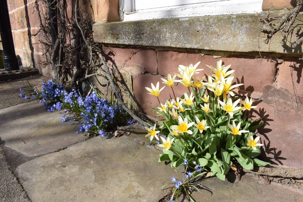 Flowers at the font of the cottage in spring