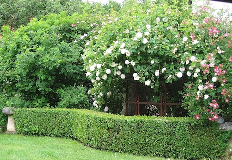 Magical garden environment