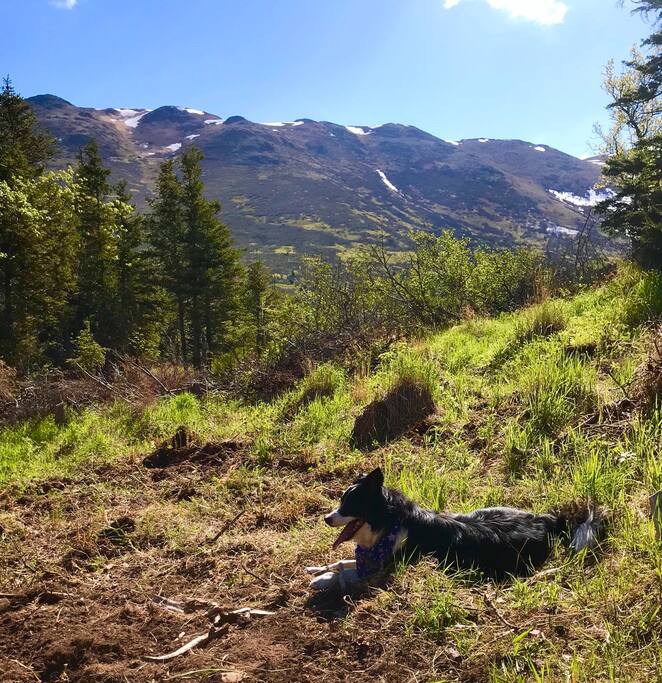 Our Border Collie in his usual spot in the yard.