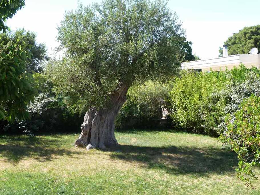 Giardino