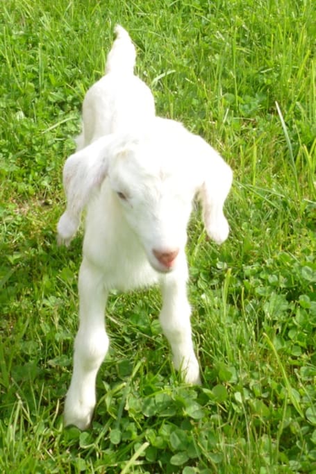 Newbie Goat