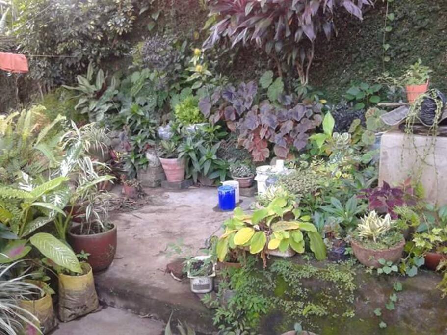Jardines y areas verdes para descansar en hamacas.