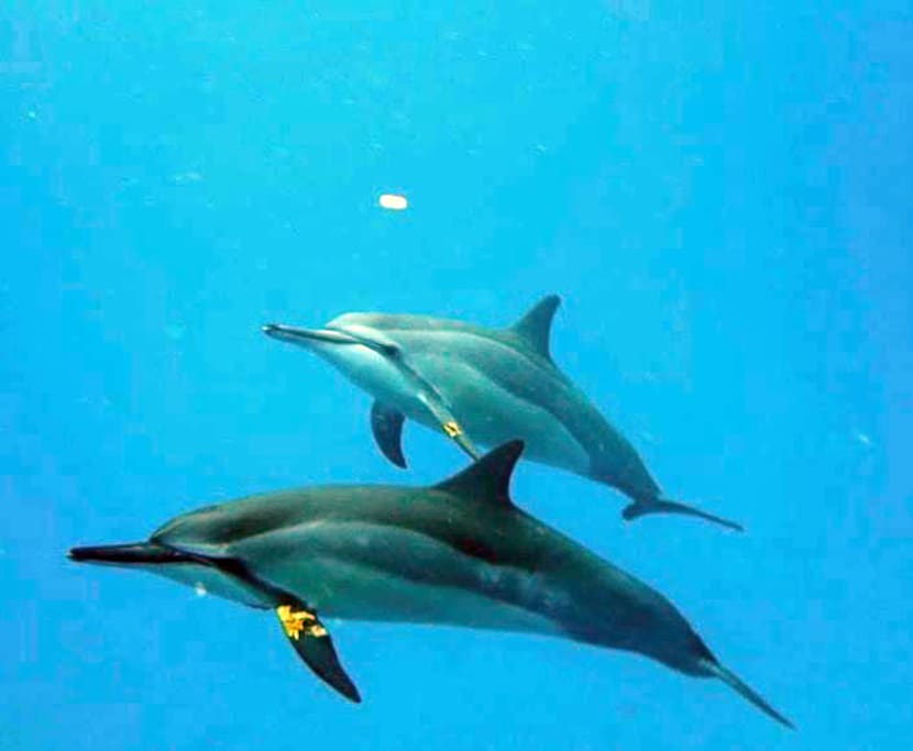 Dolphins playing the Leaf Game with us!