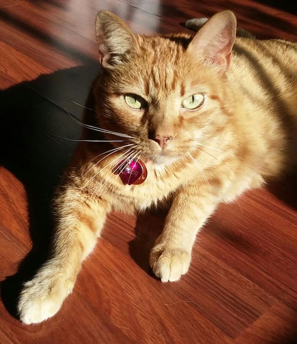 Spicy, the cat