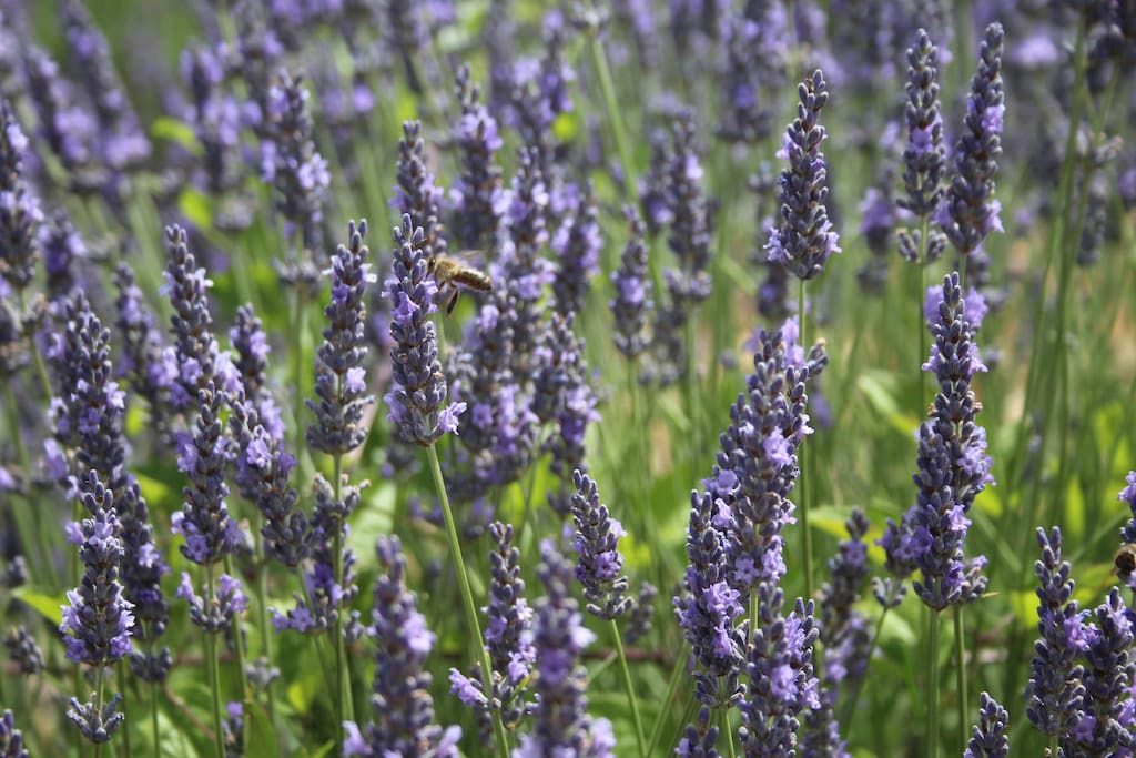 Lavande de Provence