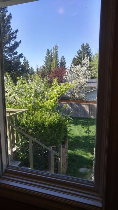 Window view to back yard