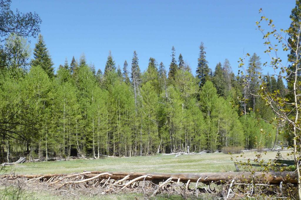 Meadow in front of cabin