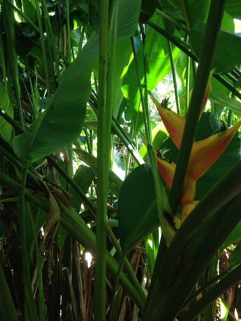 Jungle Bed and Breakfast