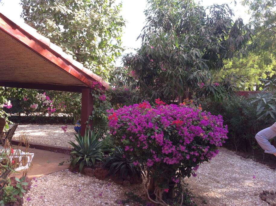 Charmant jardin de coquillages et arbustes en tout genre