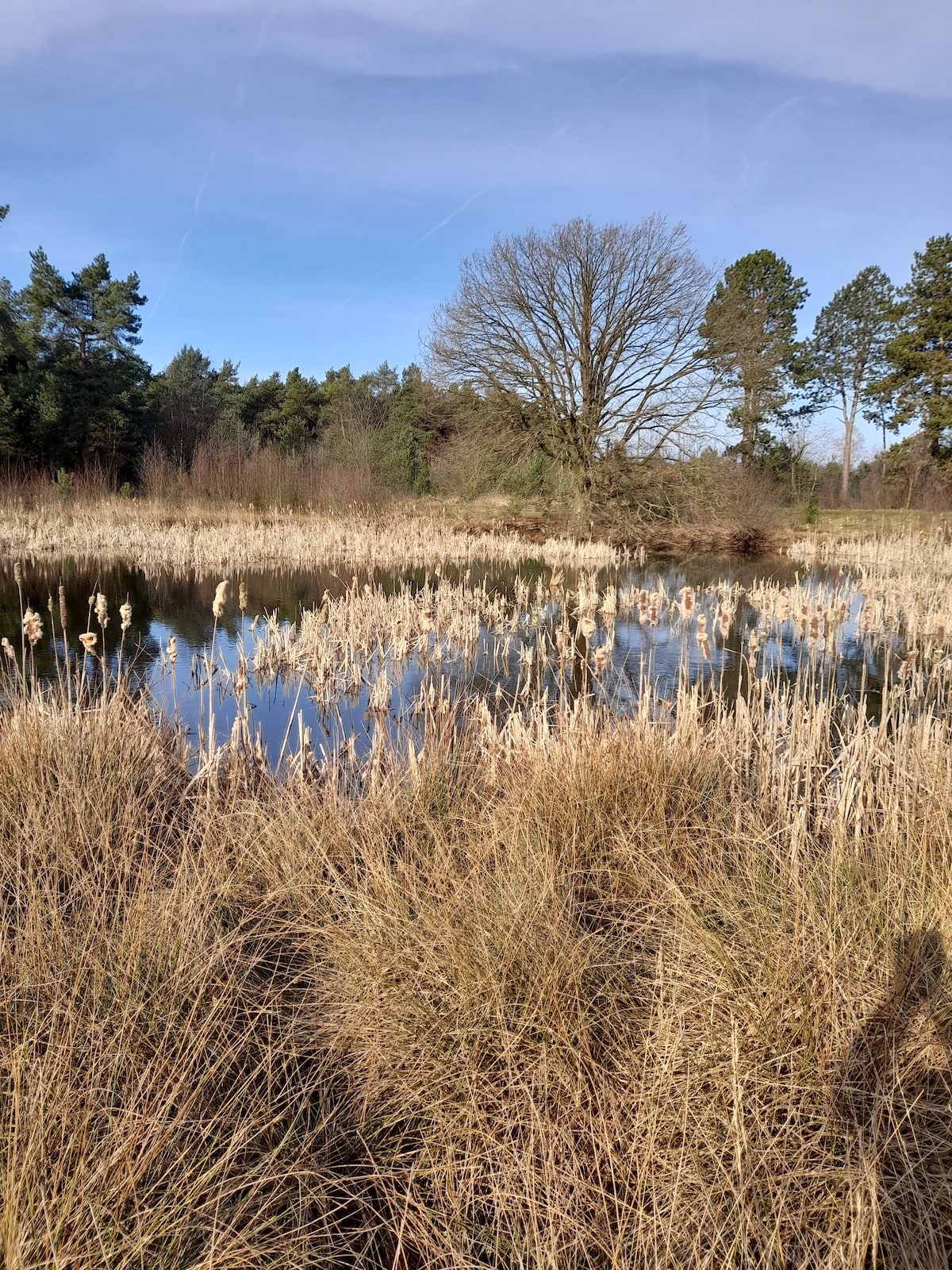 A tranquil landscape features a calm water body surrounded by tall grasses and reeds. Lush trees can be seen in the background, and a clear blue sky adds to the serene atmosphere. The scene is peaceful and emphasizes the natural beauty of the area.