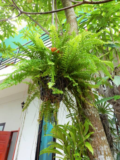ความสวยงาม