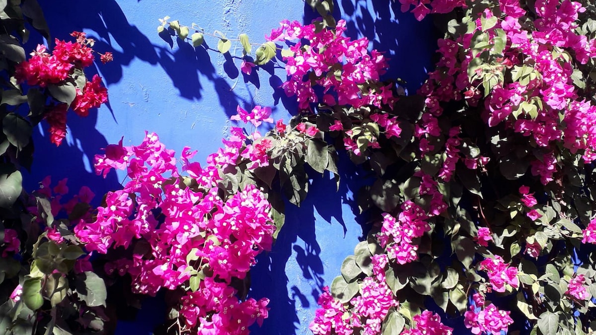 Vibrant bougainvillea flowers in shades of pink cascade against a bold blue wall. The lush greenery adds depth to the colorful display, creating a lively and refreshing ambiance in the garden.