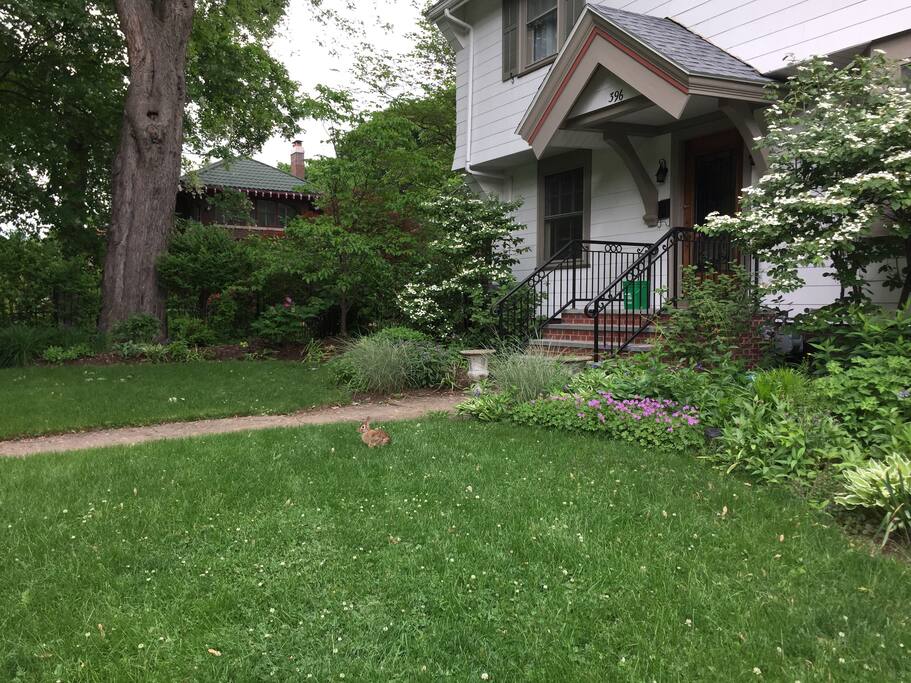 Bunny in the front yard