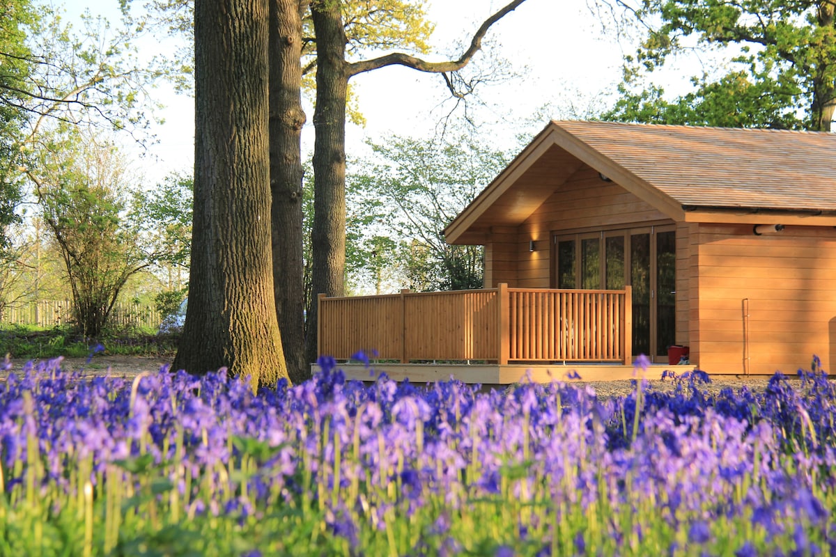 A wooden lodge is set amongst tall trees, featuring a large deck with railings that opens to a vibrant field of purple bluebells. Soft sunlight filters through the surrounding foliage, enhancing the serene woodland setting.