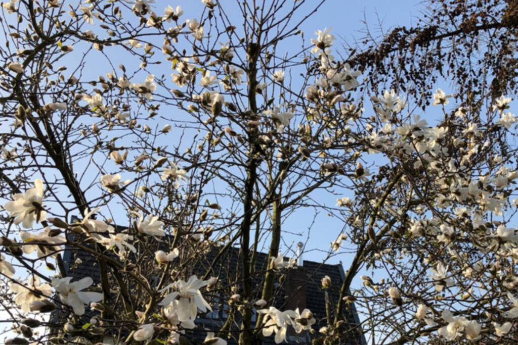 Spring in Bussum!