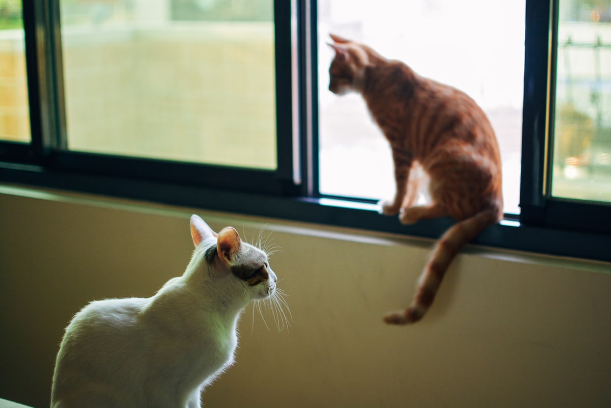 Two cats are depicted in a peaceful indoor setting. A white cat is positioned in the foreground, looking towards a window where an orange tabby cat perches. Natural light streams through the window, creating a serene atmosphere.