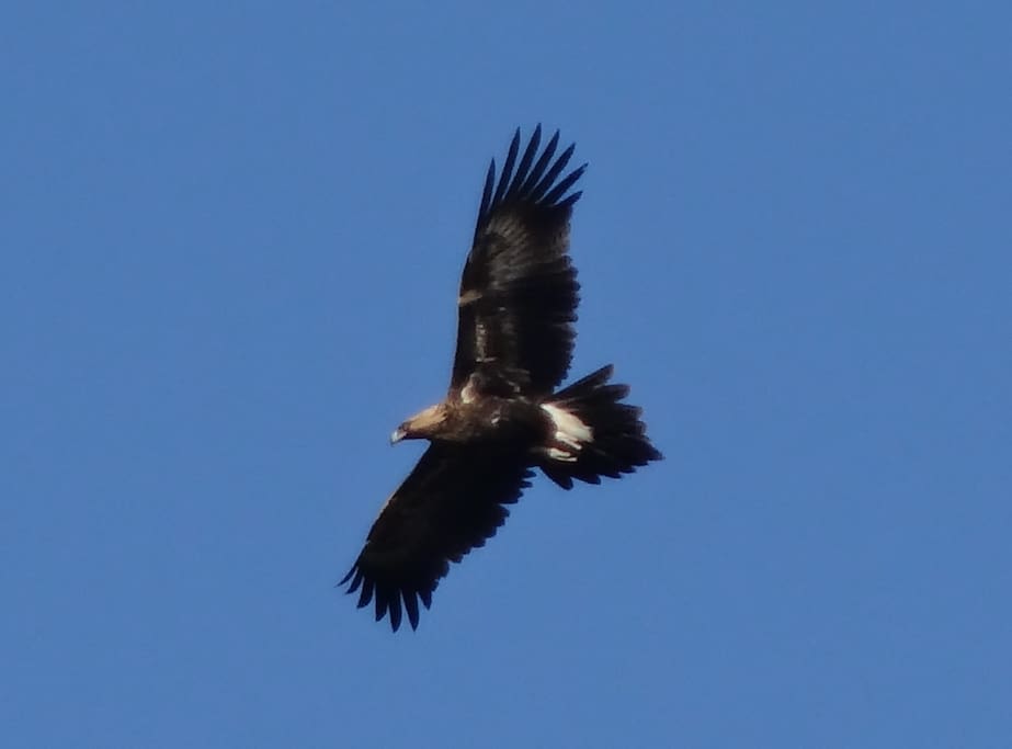Wedge Tail Eagles Nest on Our Hill