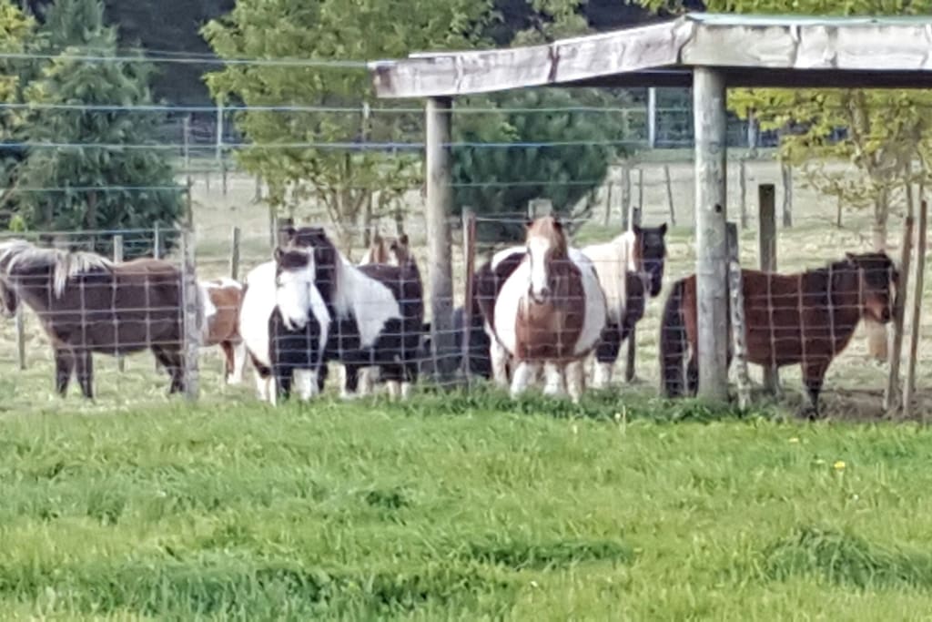 Miniature horses to admire and foals due between september - december