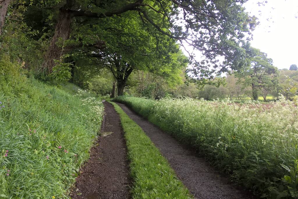 Part of the lane to our house