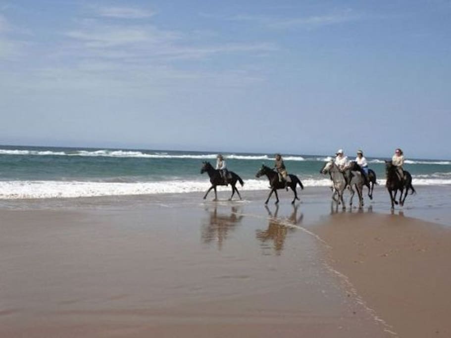Horse rides can be arranged with https://www.facebook.com/marlene.els.5?fref=ufi&rc=p
