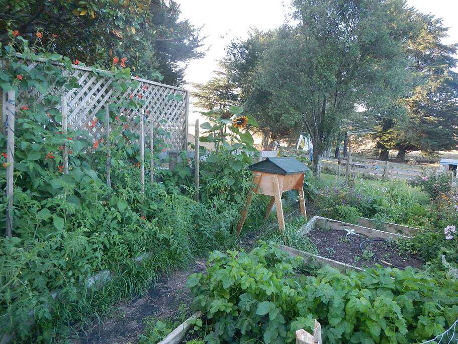 Organic vegetable garden