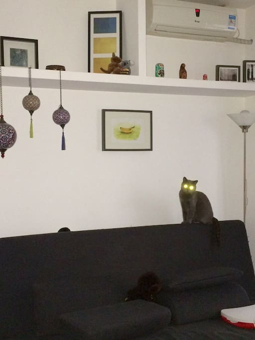 The cats will be living in the kitchen during your stay. Which is separated an on a different floor from the living, bedroom and bathroom.