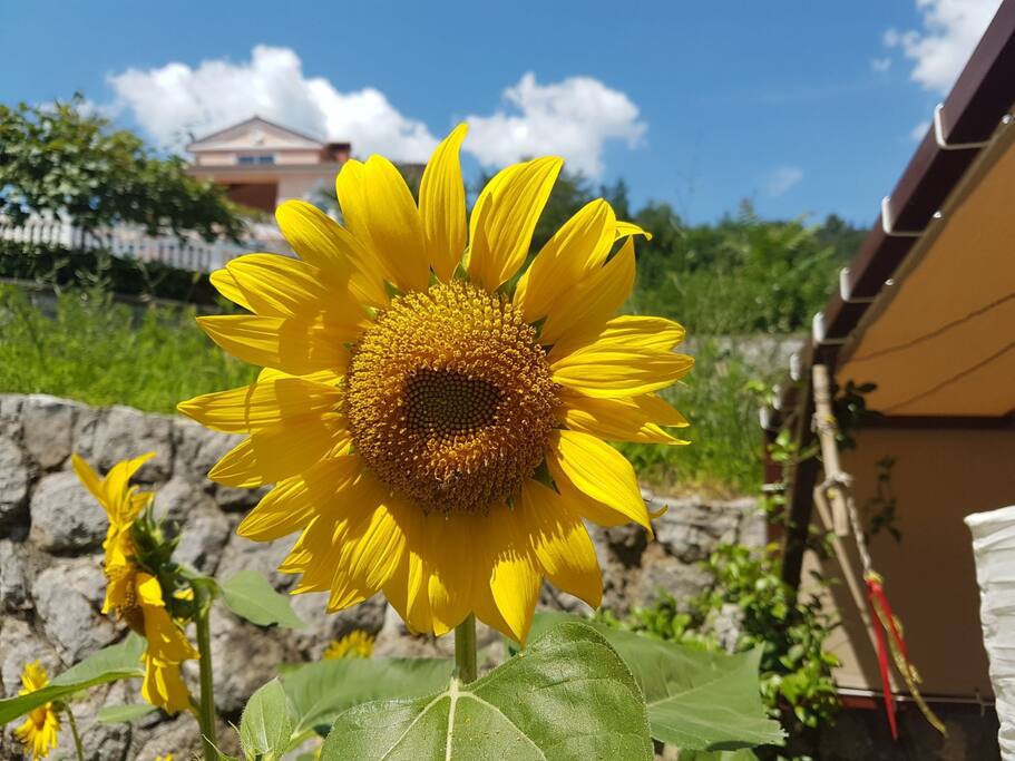 Our wonderful neighbor Marina grows beautiful flowers