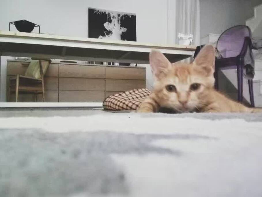 客厅