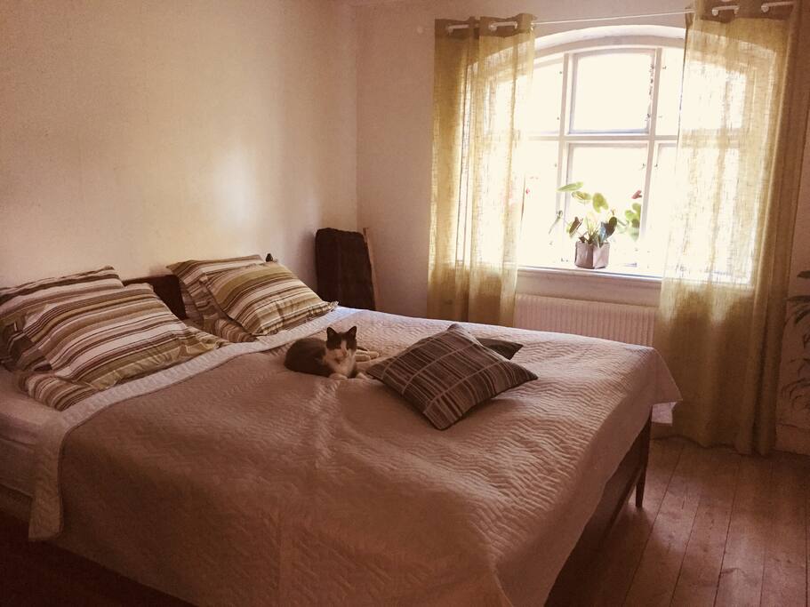 Room ”Stinsen” with the cat Bonus