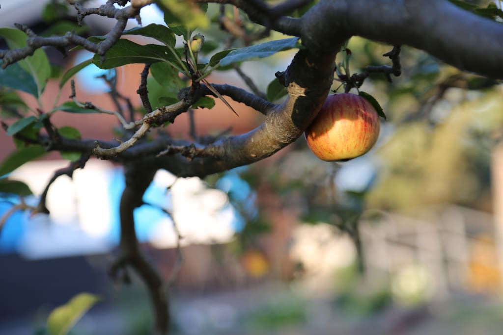 Obstbäume und jede Menge Platz für Kind und Kegel