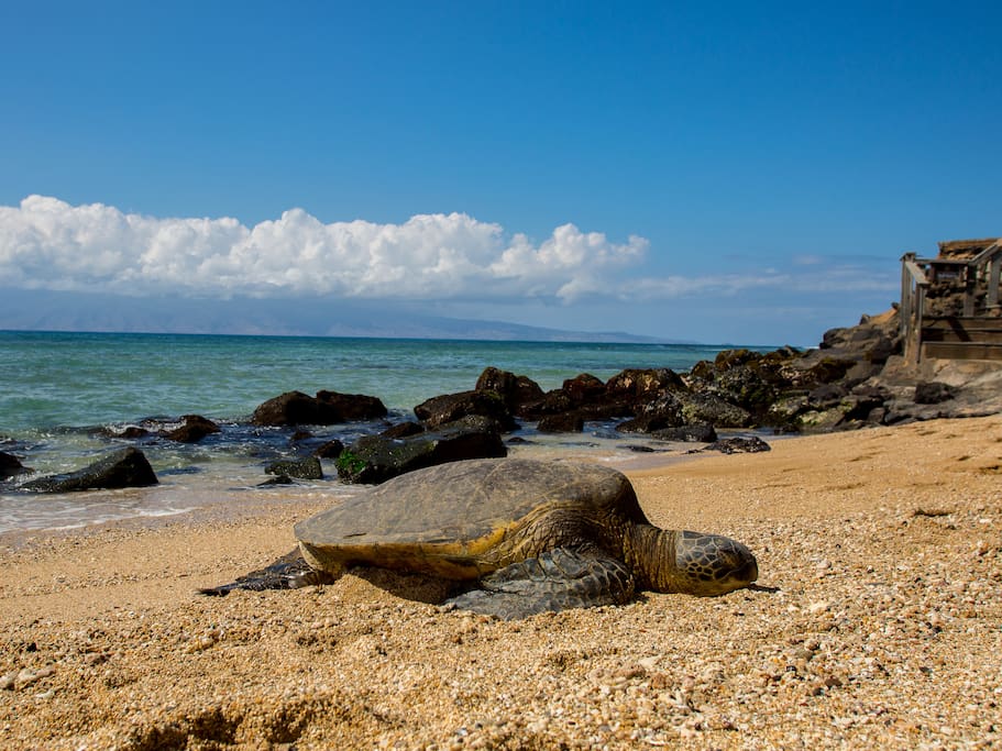 Turtle on sandy beach in front taking a break