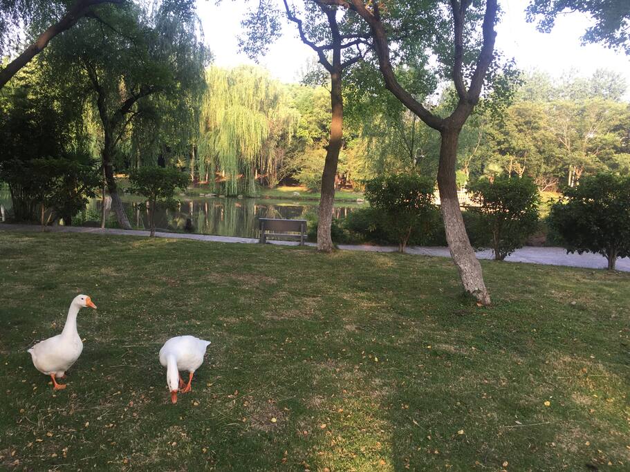 园林式环境,
