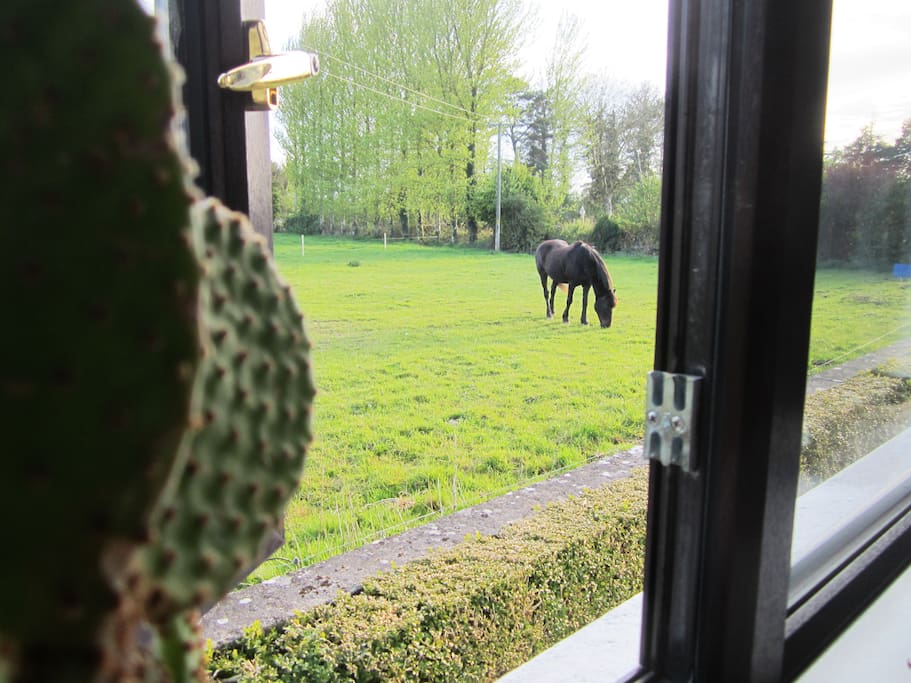 Bella, a permanent resident at The Green Cow.