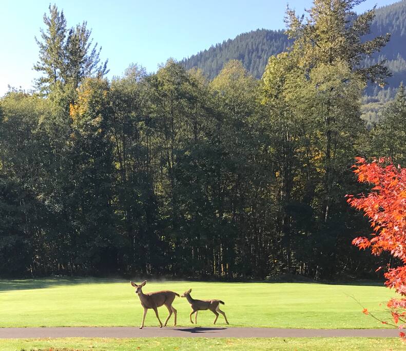 The neighborhood deer in October
