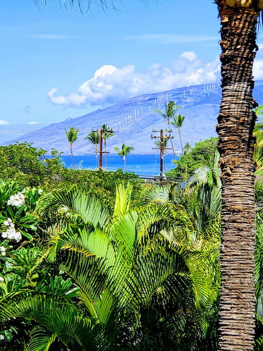 View from lanai