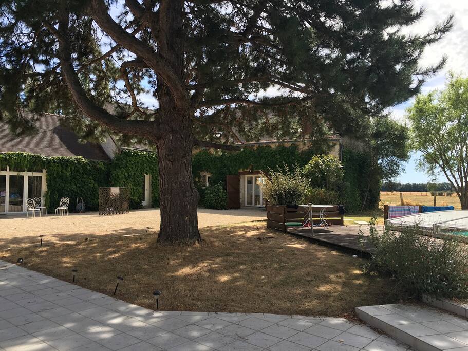 Votre terrasse extérieure à l'ombre du grand pin