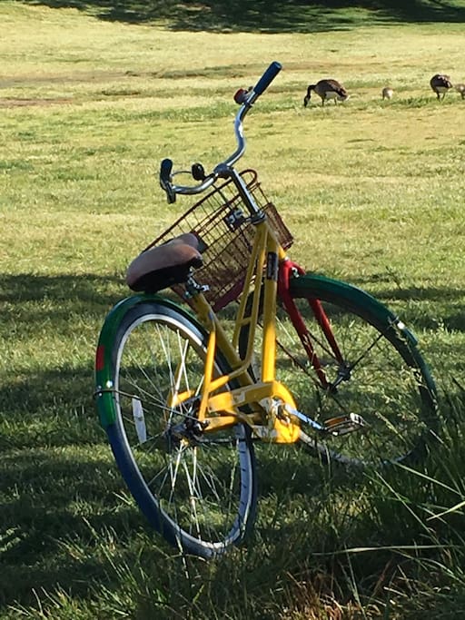 A Free Google bike and baby geese in nearby Shoreline Lake park