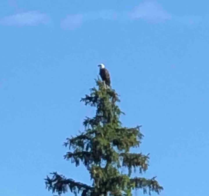 Lakefront cottage in NY Finger Lakes Houses for Rent in Cohocton, New