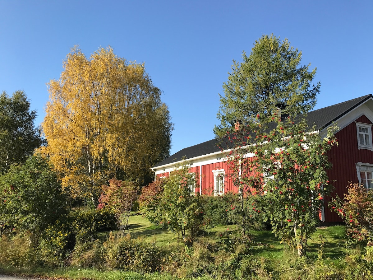 A traditional red wooden house with white trim is surrounded by lush greenery and autumn-colored trees. The vibrant yellow leaves of a nearby birch tree contrast with the deep green foliage, creating a calm rural setting under a clear blue sky.