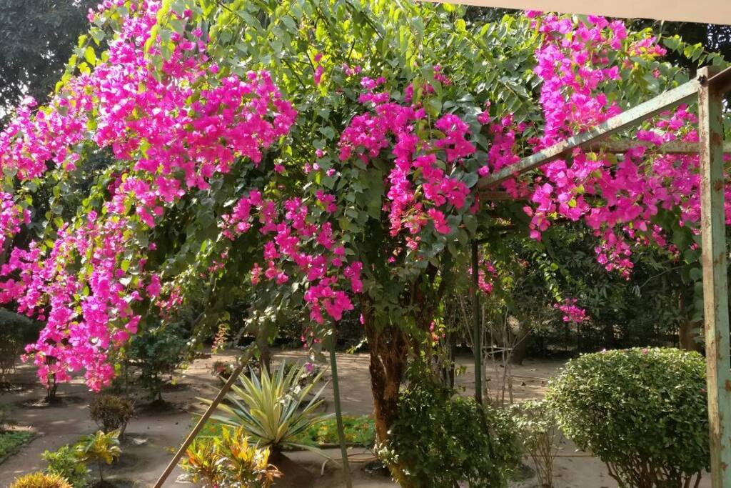 January garden